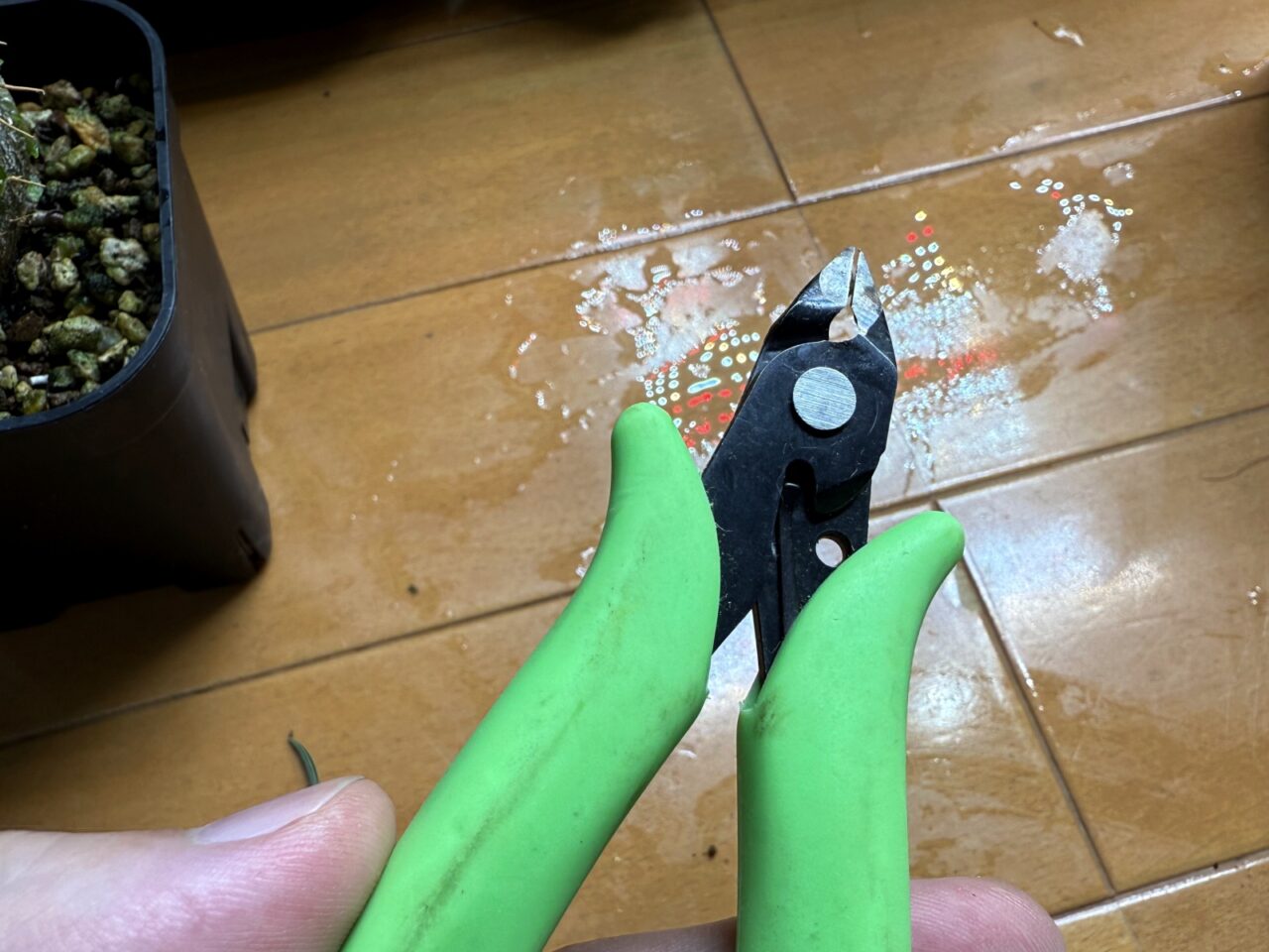実生グラキリスの脇芽を剪定 ニッパー
