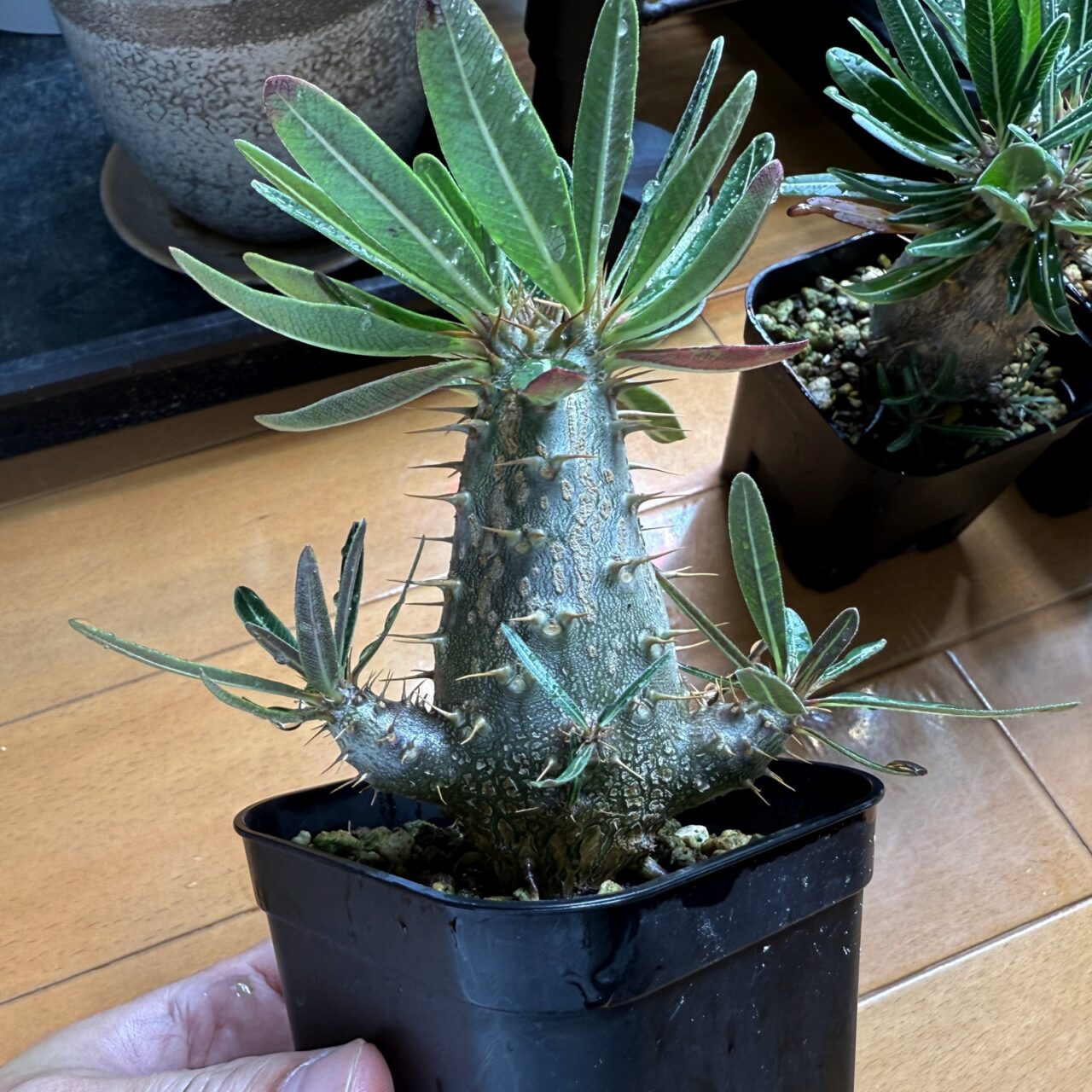 実生グラキリスの脇芽を剪定