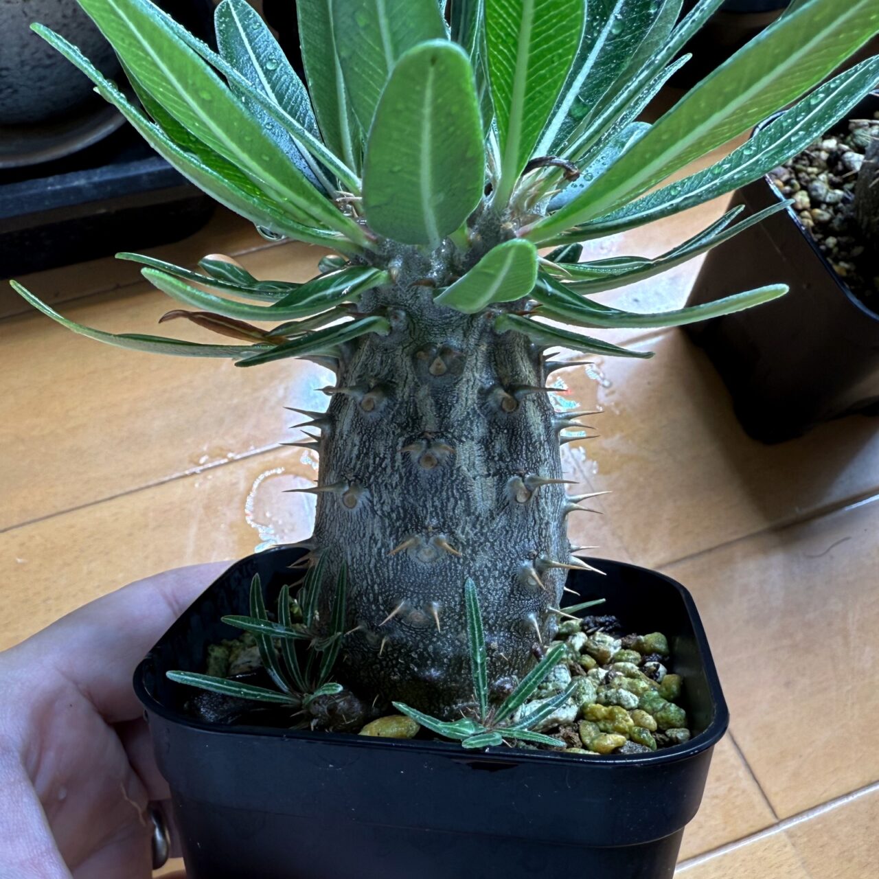 実生グラキリスの脇芽を剪定