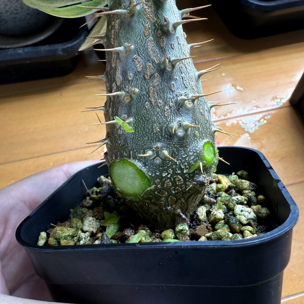 実生グラキリスの脇芽を剪定