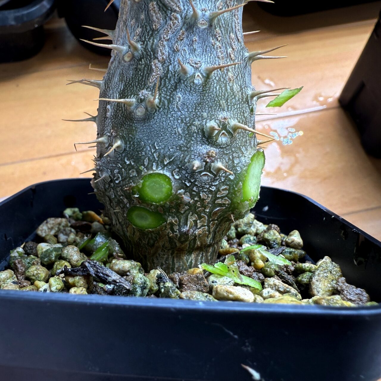 実生グラキリスの脇芽を剪定