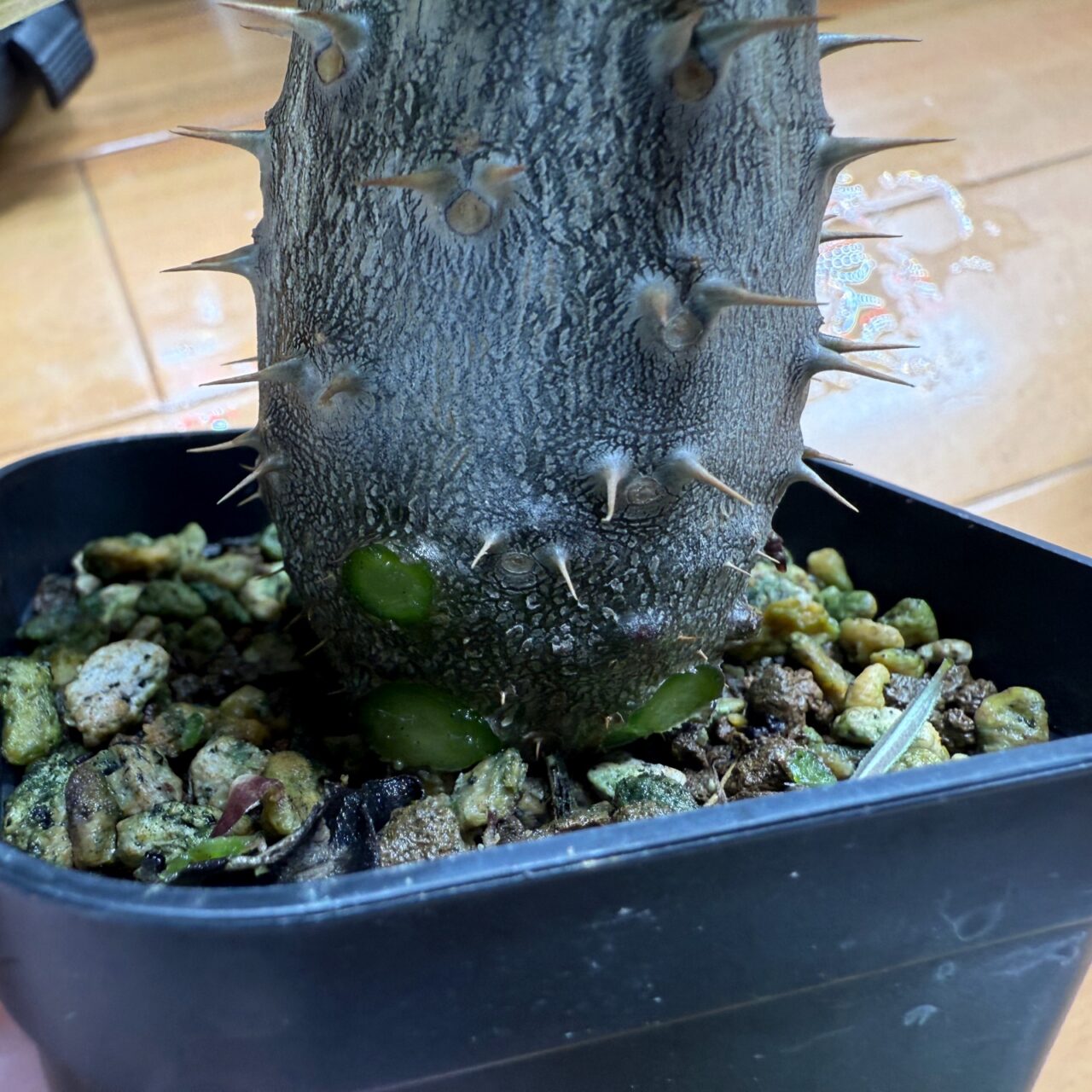 実生グラキリスの脇芽を剪定