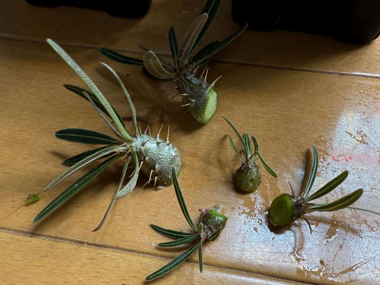 実生グラキリスの脇芽を剪定