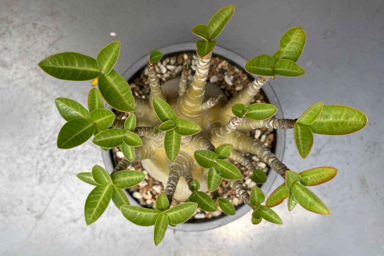 アデニウム アラビカム スーパー ドワーフ / Adenium arabicum Super dwarf 