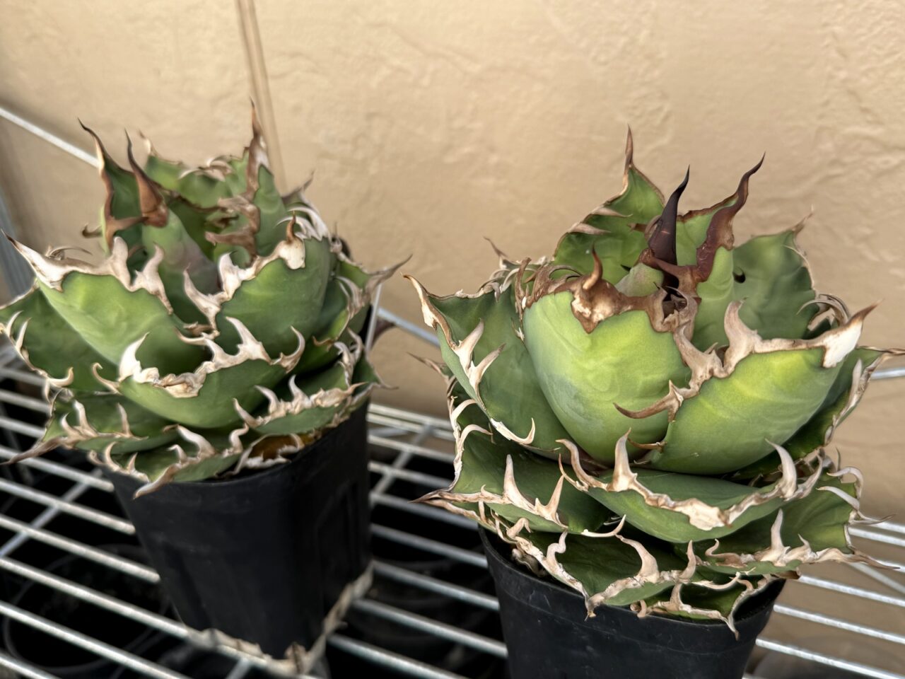 アガベ・シーザー Lize株 vs. メリクロン株 比較