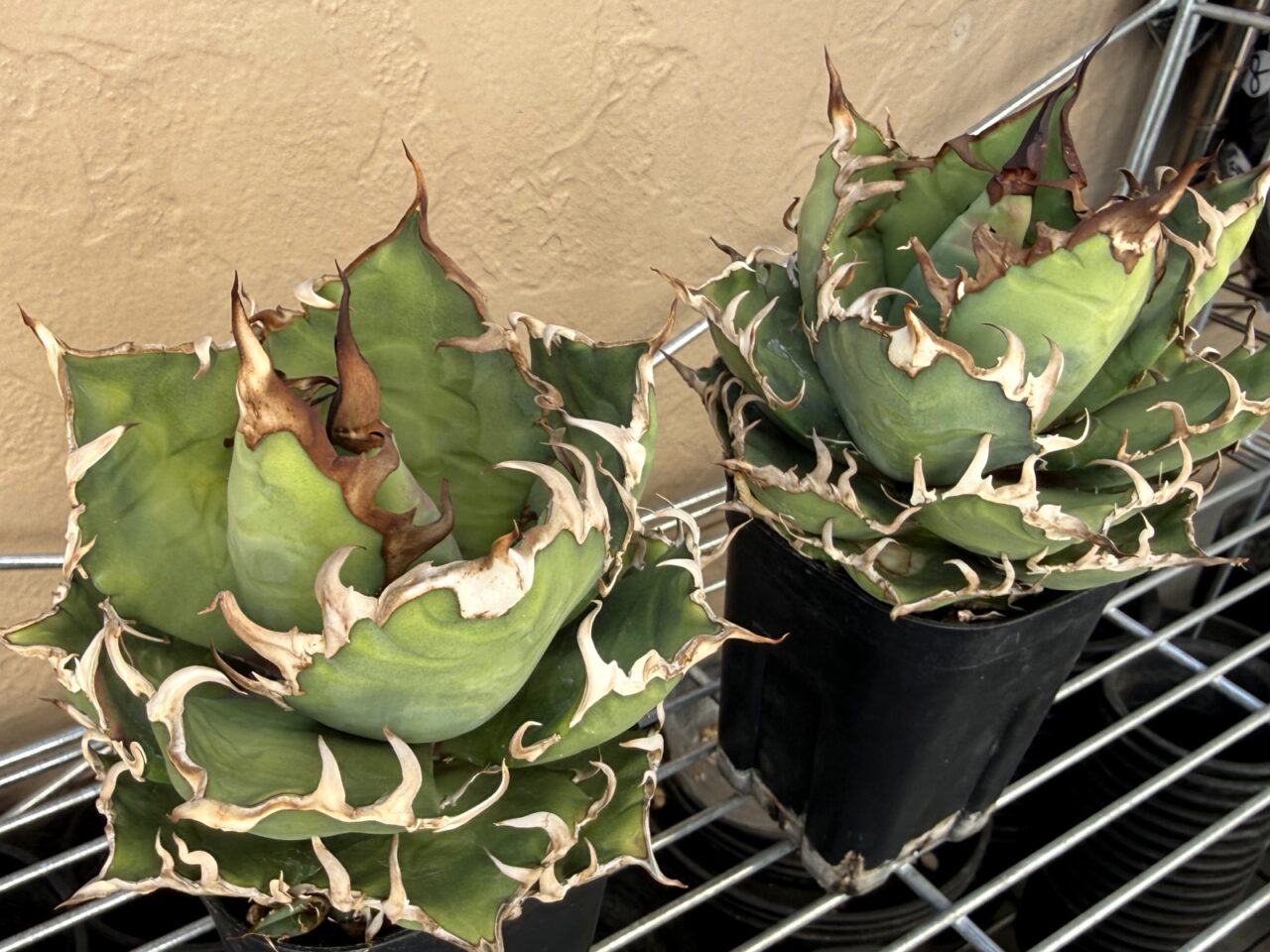 アガベ・シーザー Lize株 vs. メリクロン株 比較