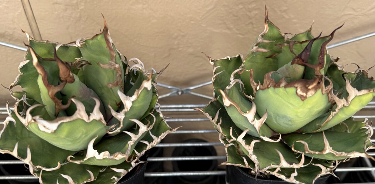 アガベ・シーザー Lize株 vs. メリクロン株 比較