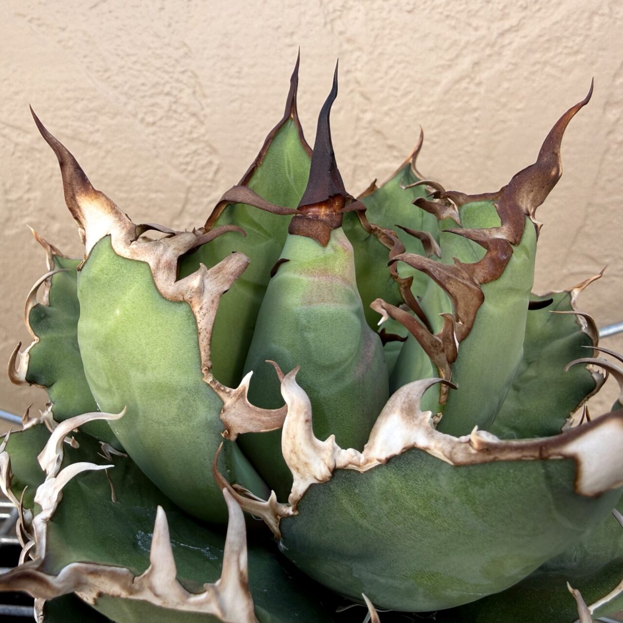 アガベ・シーザー Lize株 vs. メリクロン株 比較