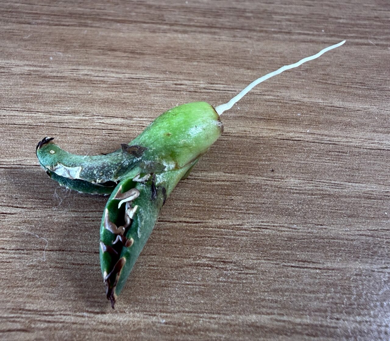 アガベ COK 水槽耕