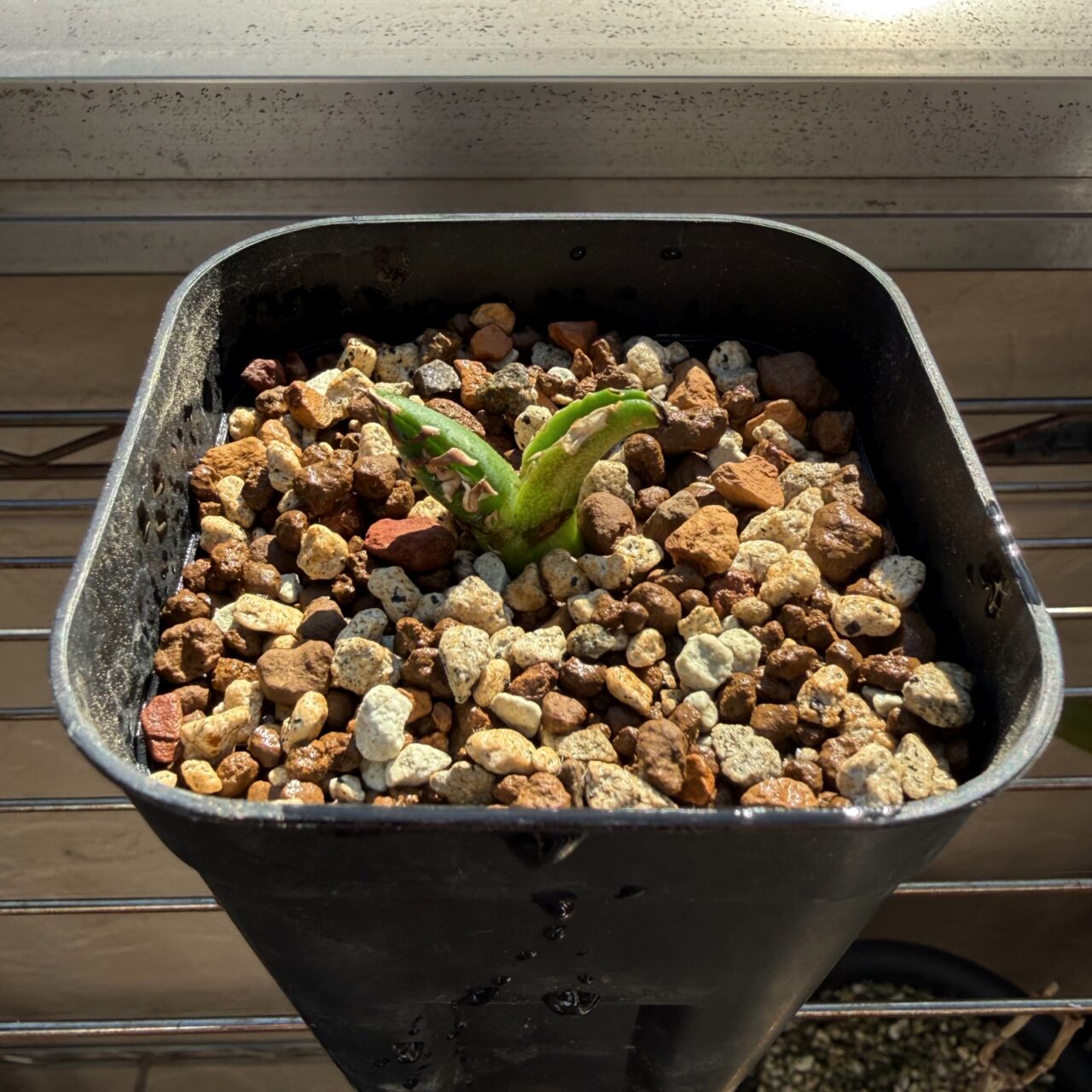 アガベ COK 水槽耕