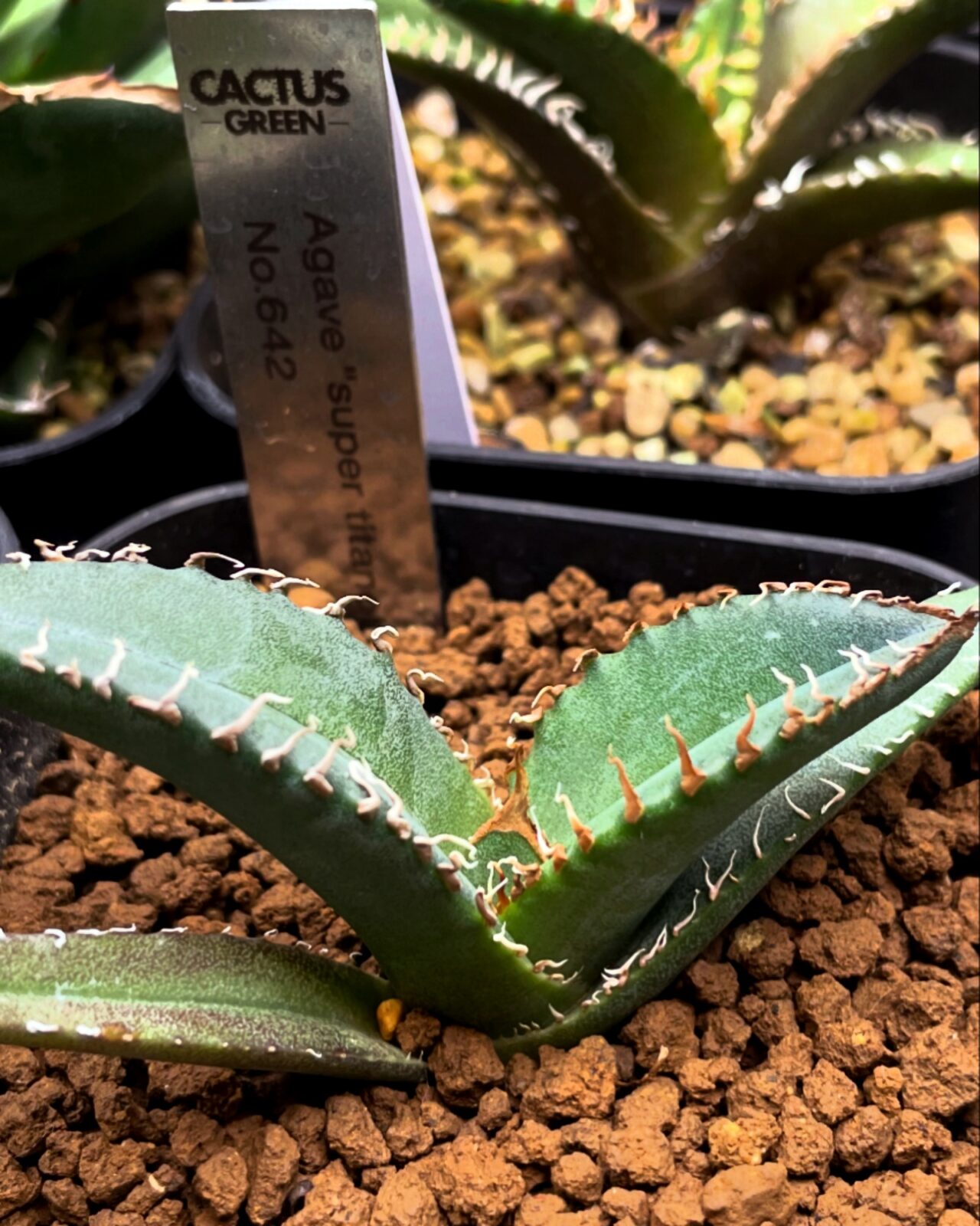 アガベ・スーパーチタノタ(Agave Super Titanota)実生
