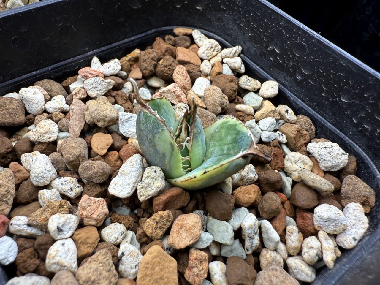 アガベ チタノタ スナグルトゥース（Agave titanota Snaggle Tooth）