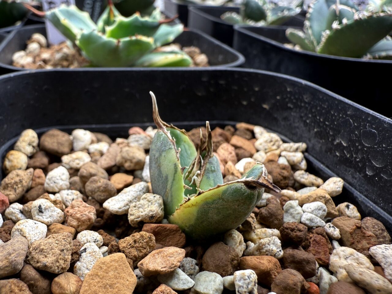 アガベ チタノタ スナグルトゥース（Agave titanota Snaggle Tooth）