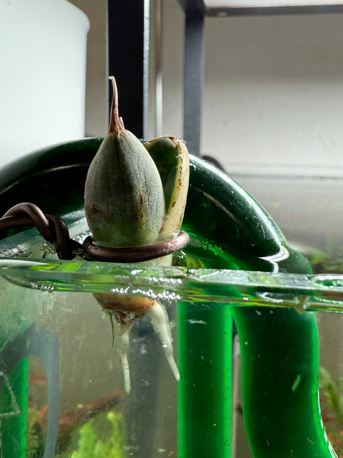 アガベ チタノタ スナグルトゥース（Agave titanota Snaggle Tooth）