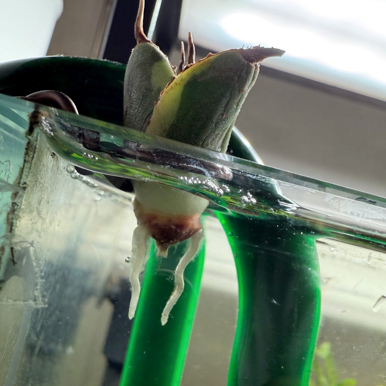 アガベ チタノタ スナグルトゥース（Agave titanota Snaggle Tooth）