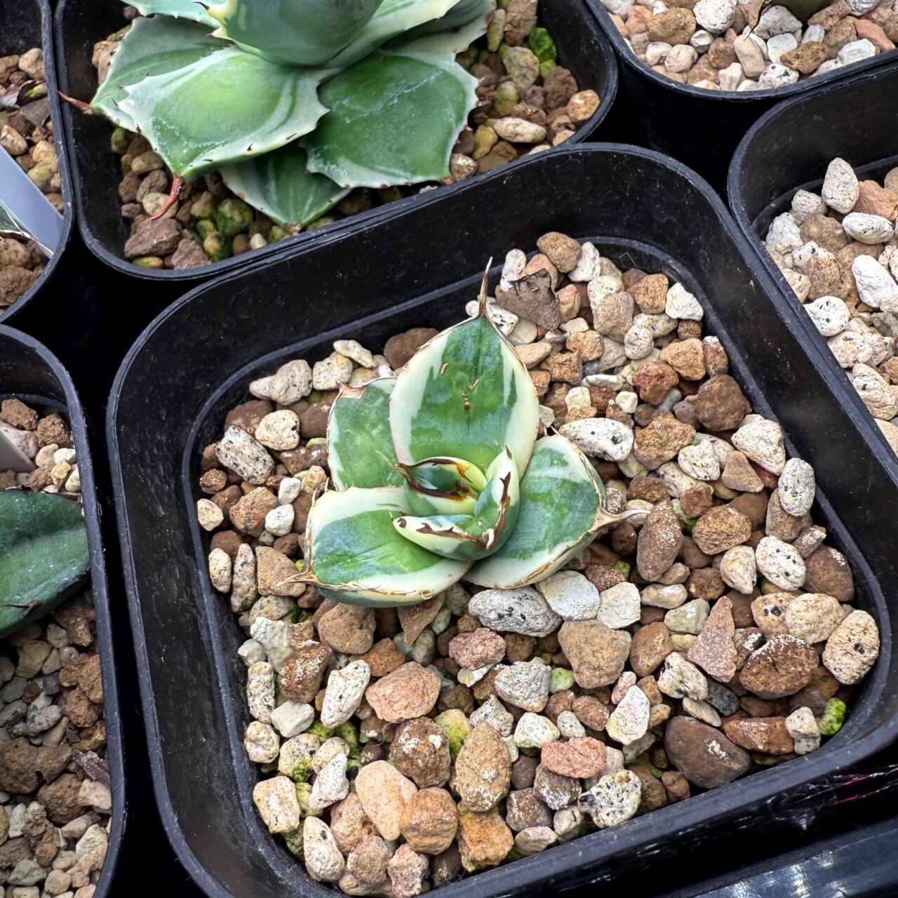 アガベ チタノタ スナグルトゥース（Agave titanota Snaggle Tooth）