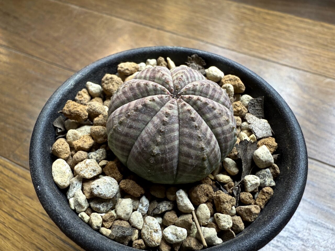 ユーフォルビア・オベサ(Euphorbia obesa)
