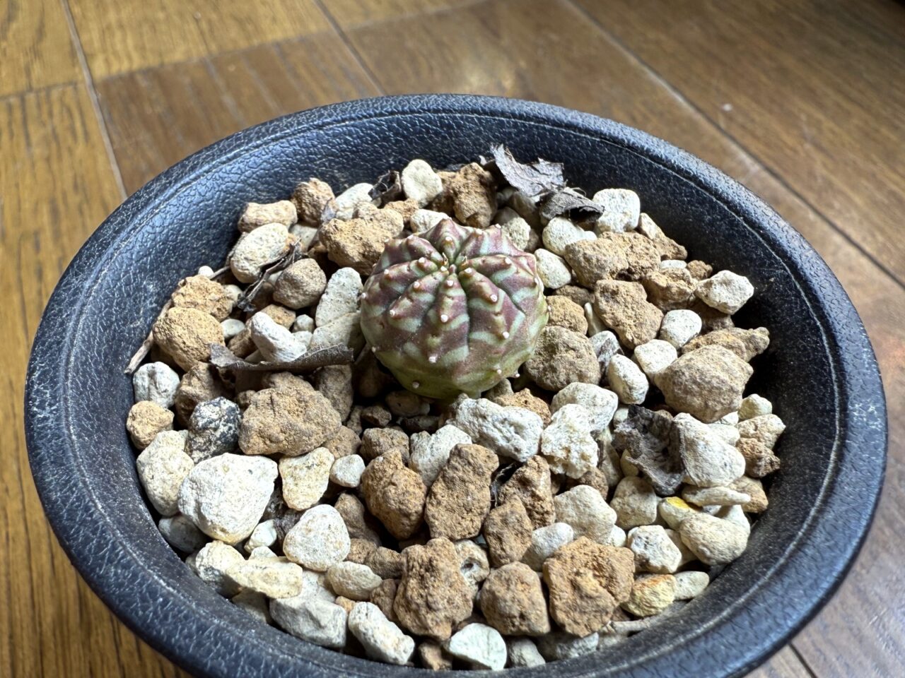 ユーフォルビア・スーパーバリダ(Euphorbia super valida)