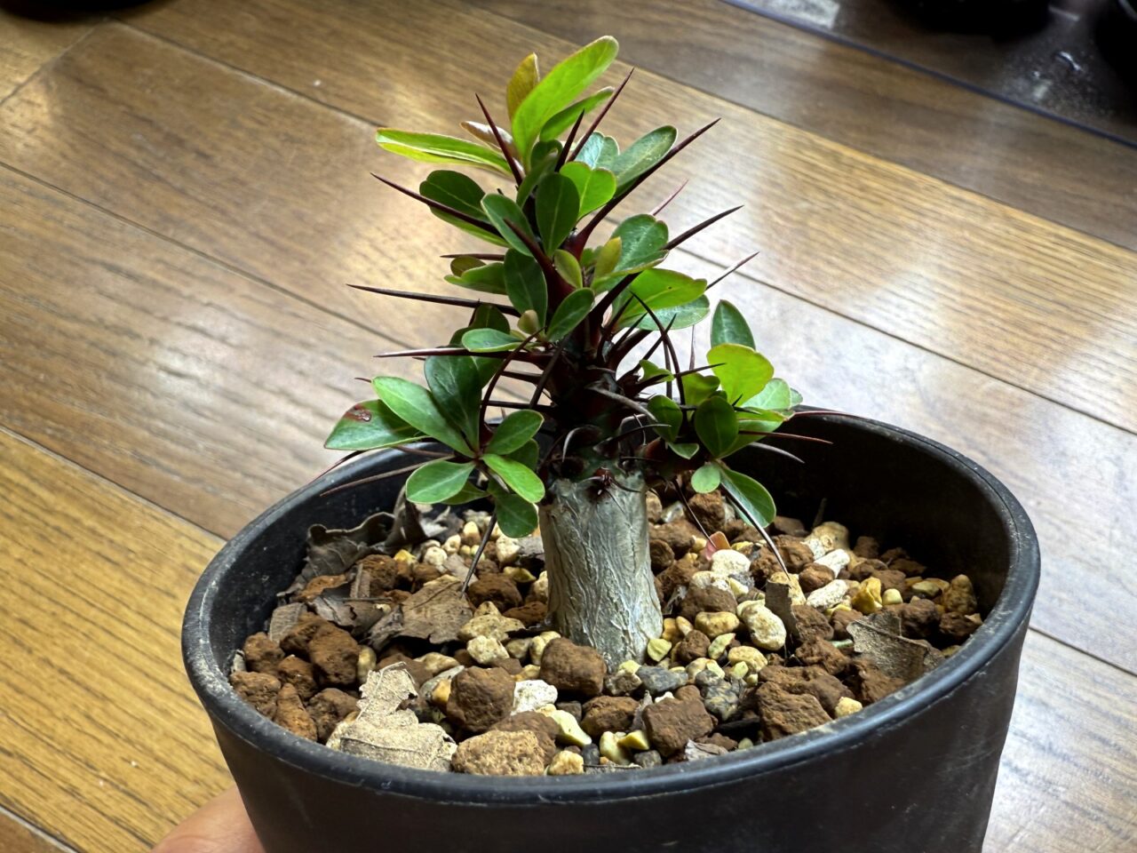 フォークイエリア・ファシクラータ(Fouquieria fasciculata)