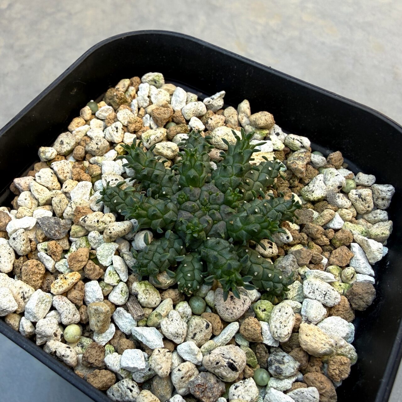 ユーフォルビア・ガムケンシス 実生（Euphorbia gamkensis）