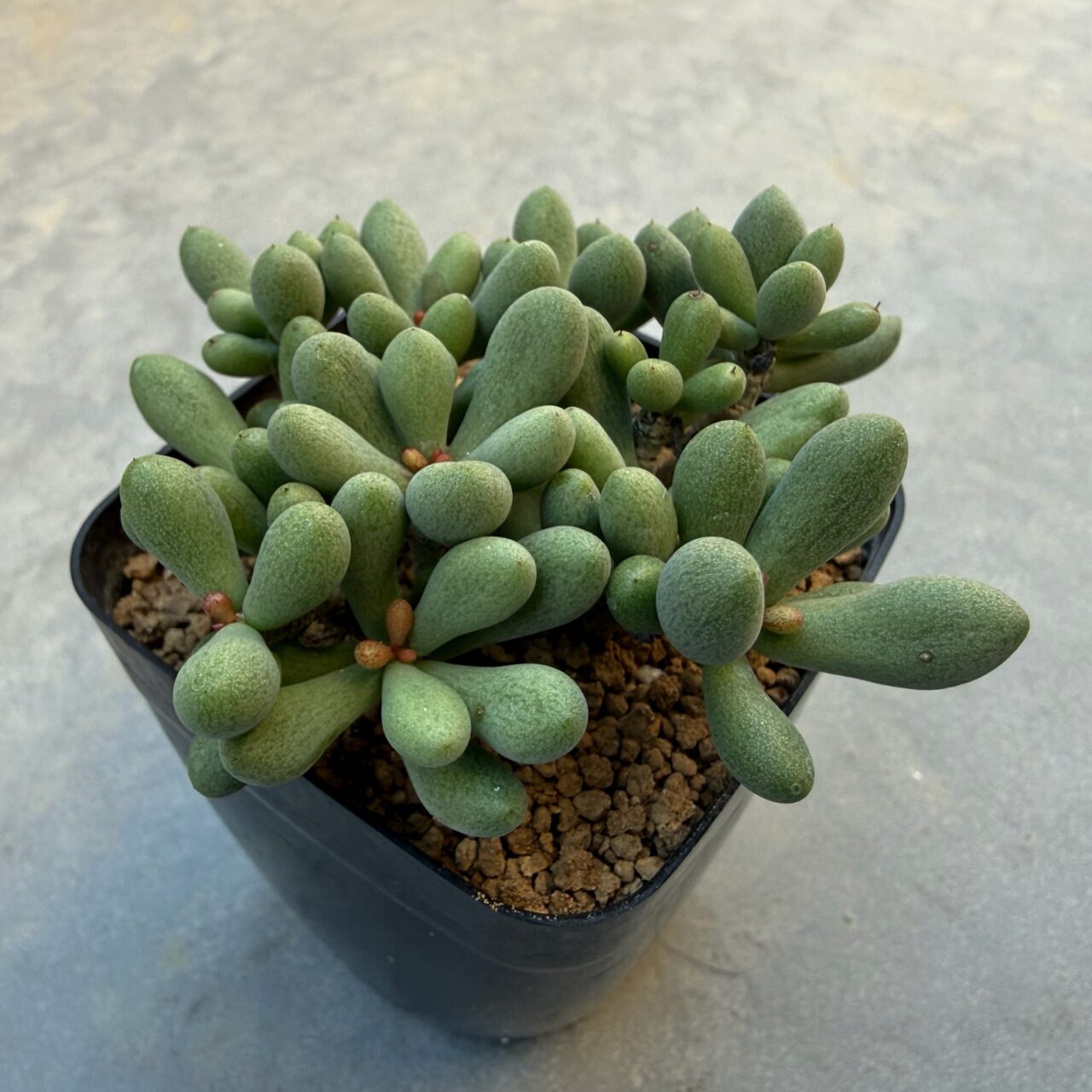 チレコドン・群卵（Tylecodon sinus-alexandra）