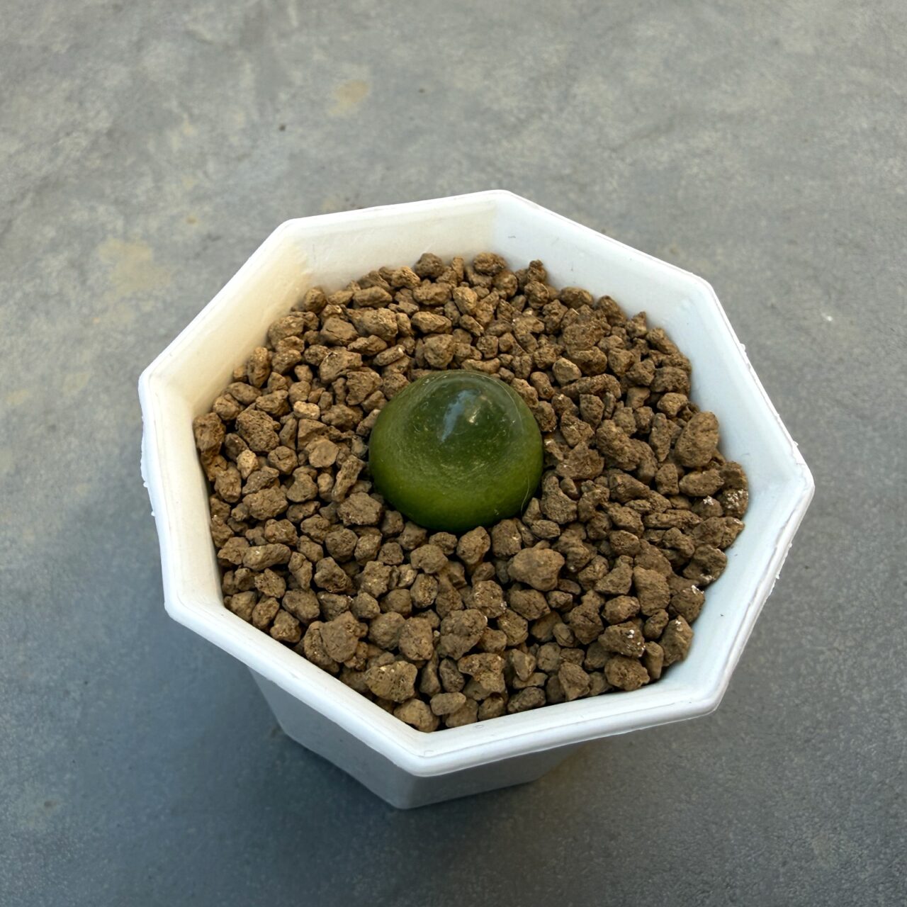 コノフィツム・ブルゲリ（Conophytum burgeri）