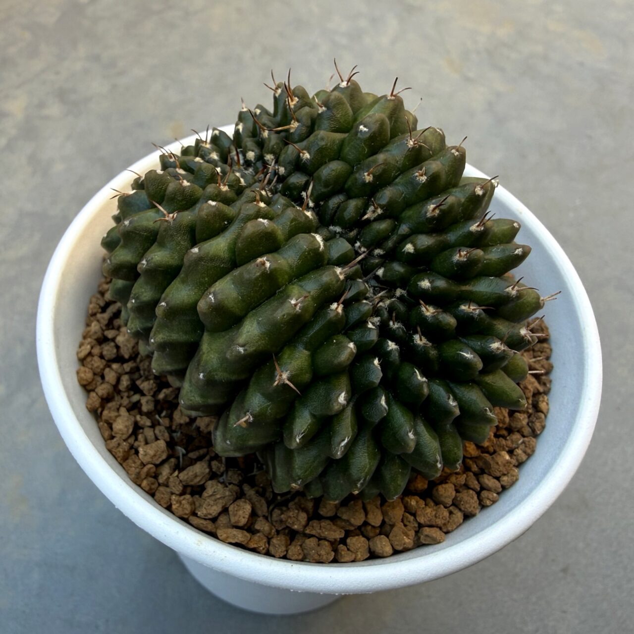 ギムノカリキウム 綴化（Gymnocalycium）