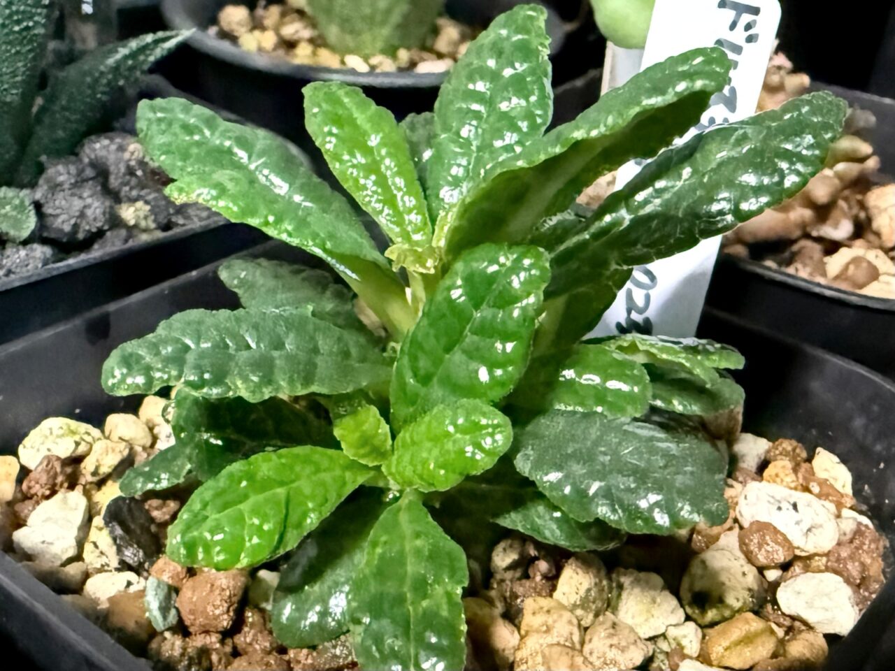 ドルステニア・ギガス 実生