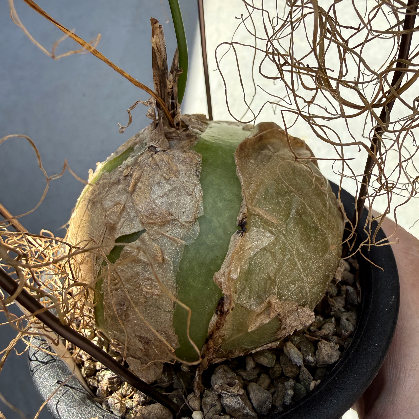 蒼角殿を植え替えてみた | すごいグリーン
