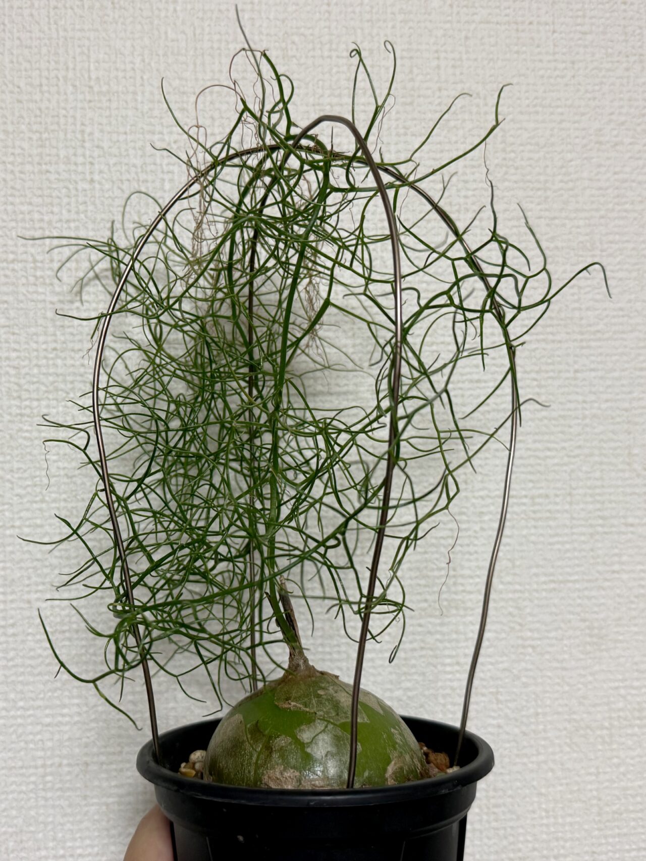蒼角殿 ボウィエア・ボルビリス