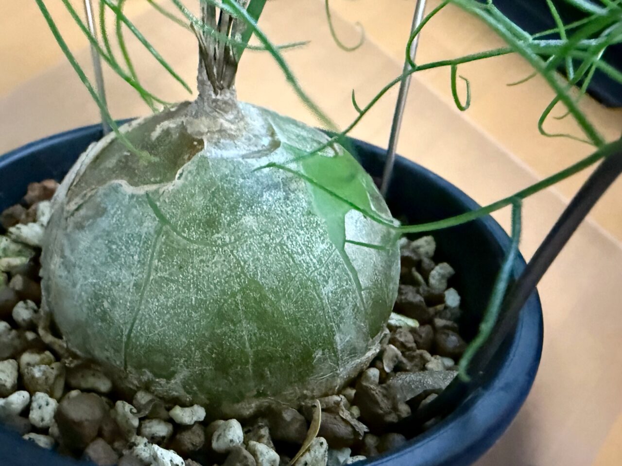 蒼角殿 ボウィエア・ボルビリス