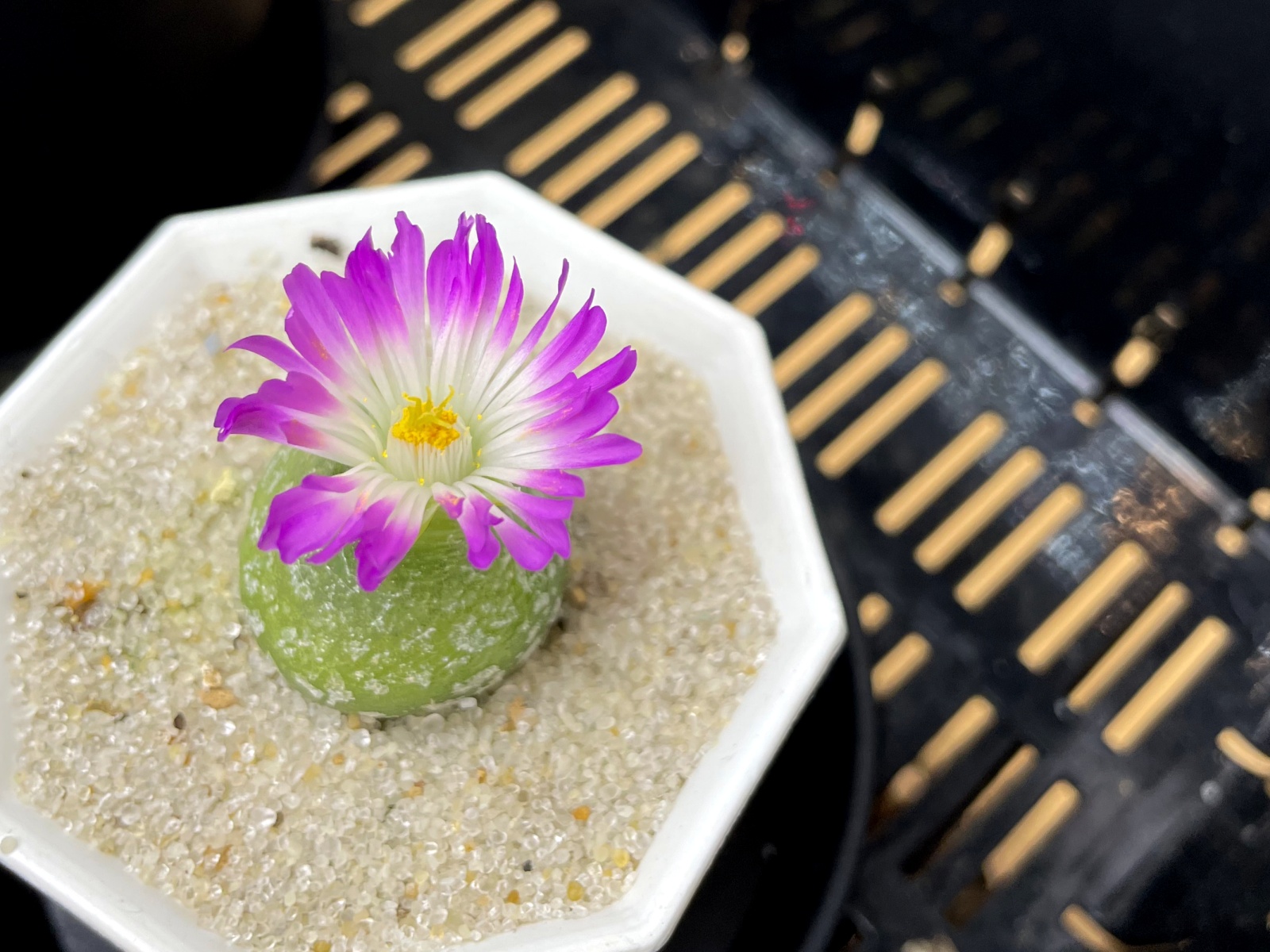 コノフィツム・ブルゲリ / 念願だった花が咲いた。 | すごいグリーン