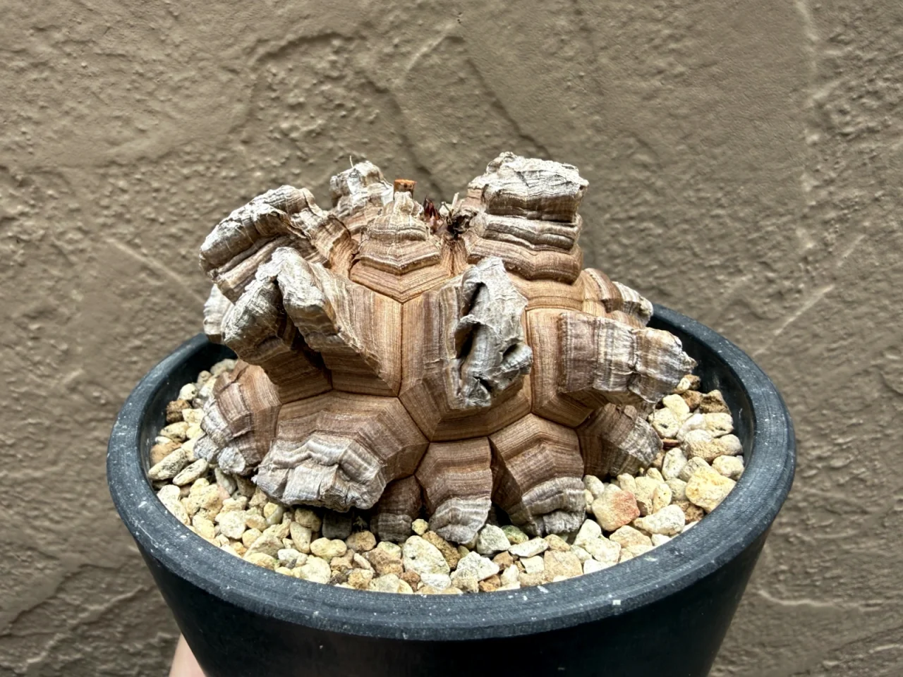 亀甲竜 植え替え鉢増し