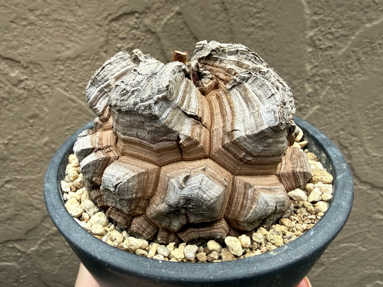 亀甲竜 植え替え鉢増し
