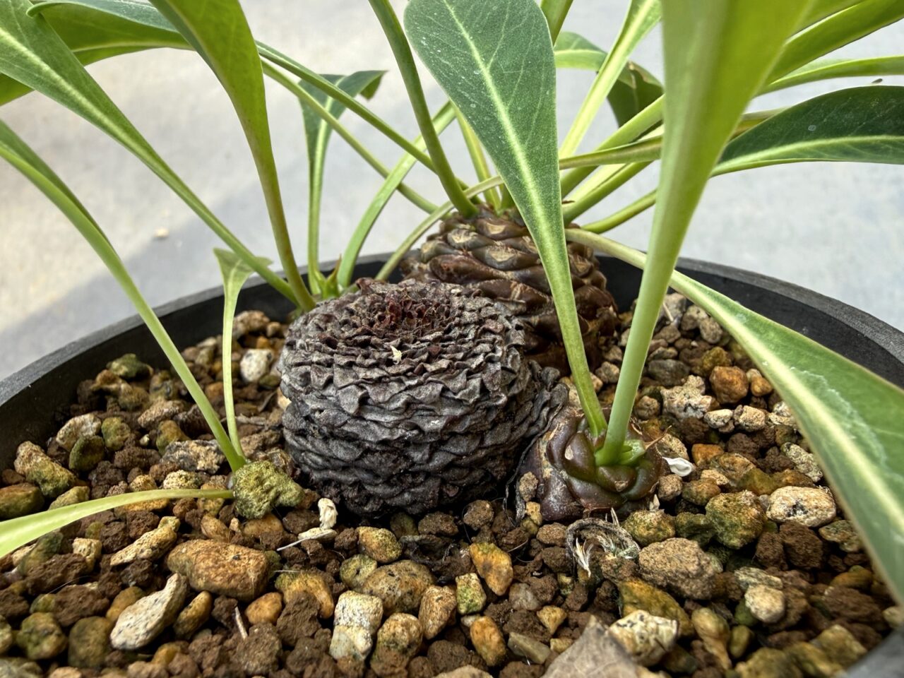 ユーフォルビア 鉄甲丸(Euphorbia bupleurifolia)