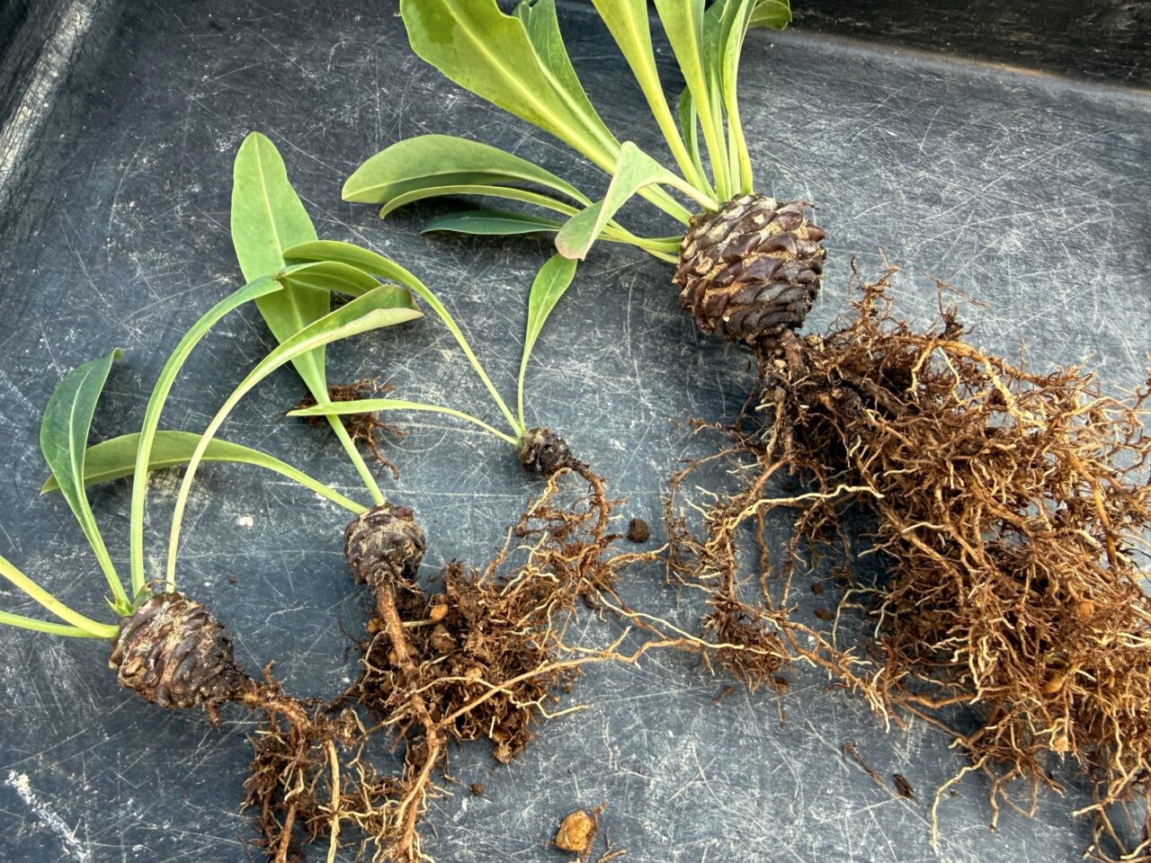 ユーフォルビア 鉄甲丸(Euphorbia bupleurifolia)