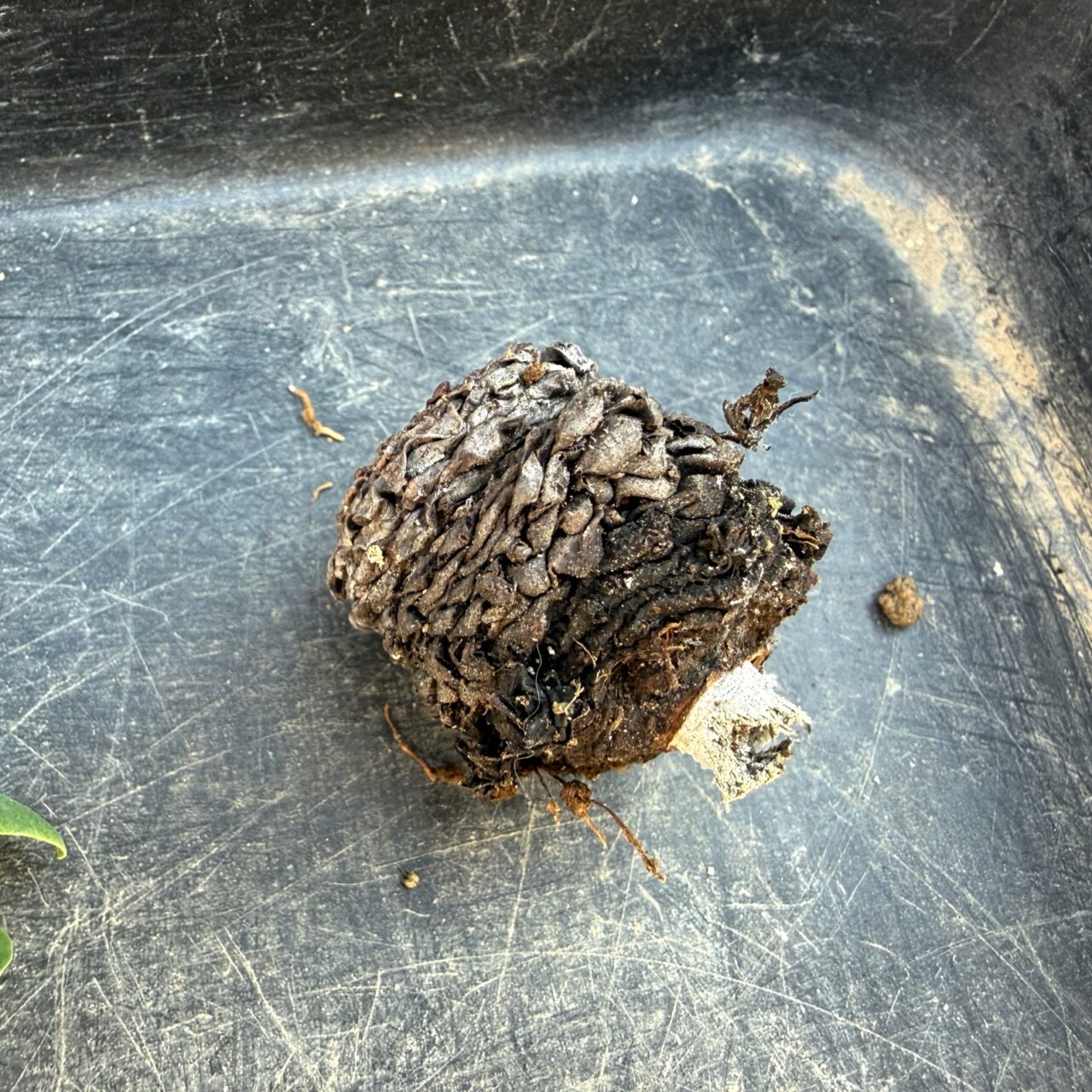 ユーフォルビア 鉄甲丸(Euphorbia bupleurifolia)