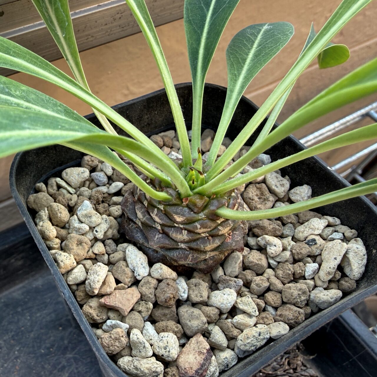 ユーフォルビア 鉄甲丸(Euphorbia bupleurifolia)