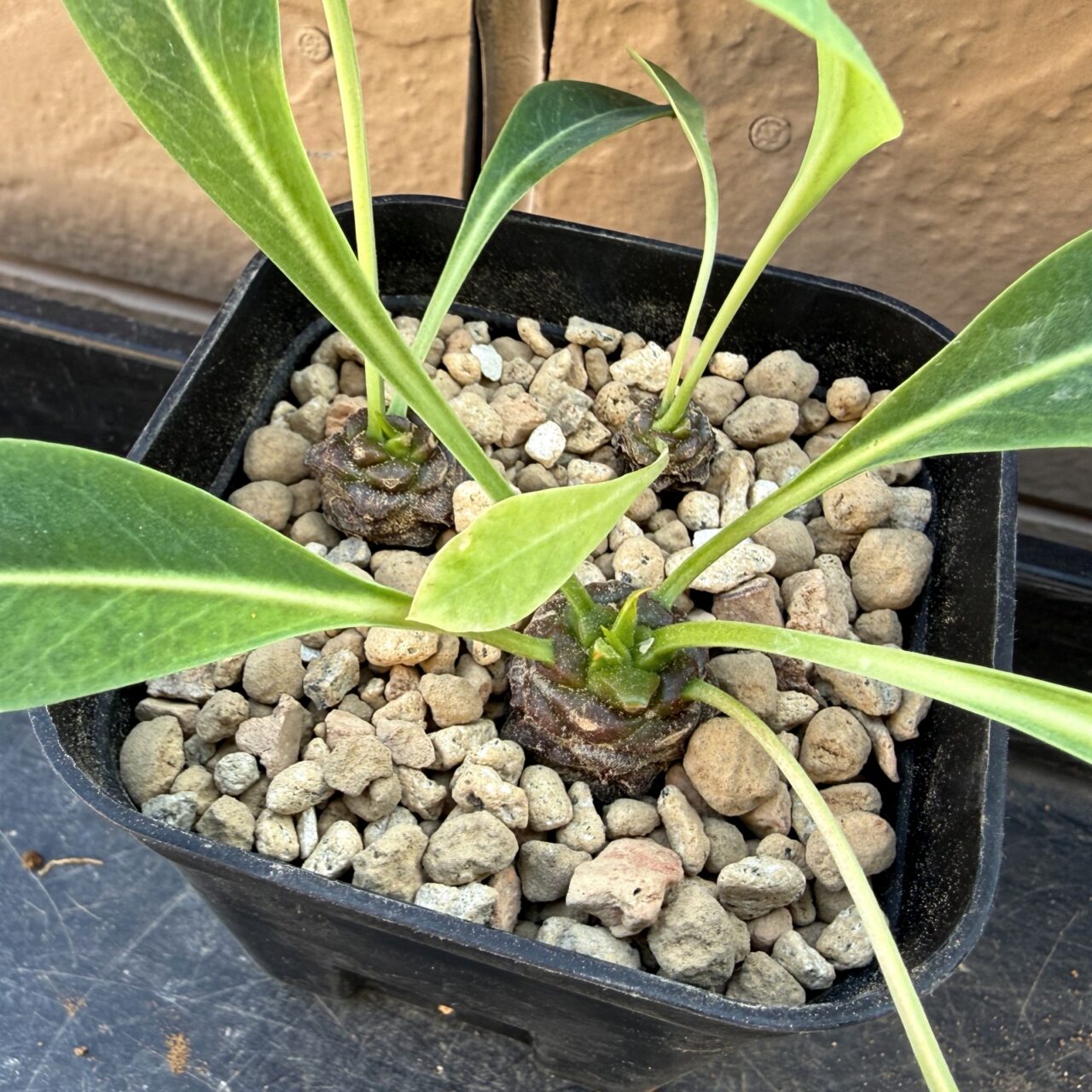 ユーフォルビア 鉄甲丸(Euphorbia bupleurifolia)