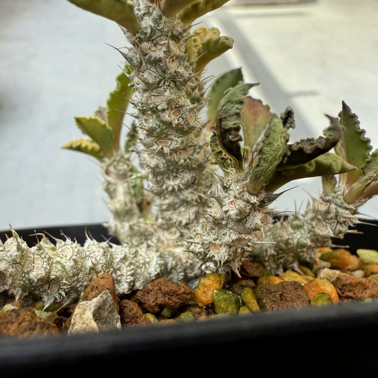 ユーフォルビア・トゥレアレンシスが腐った