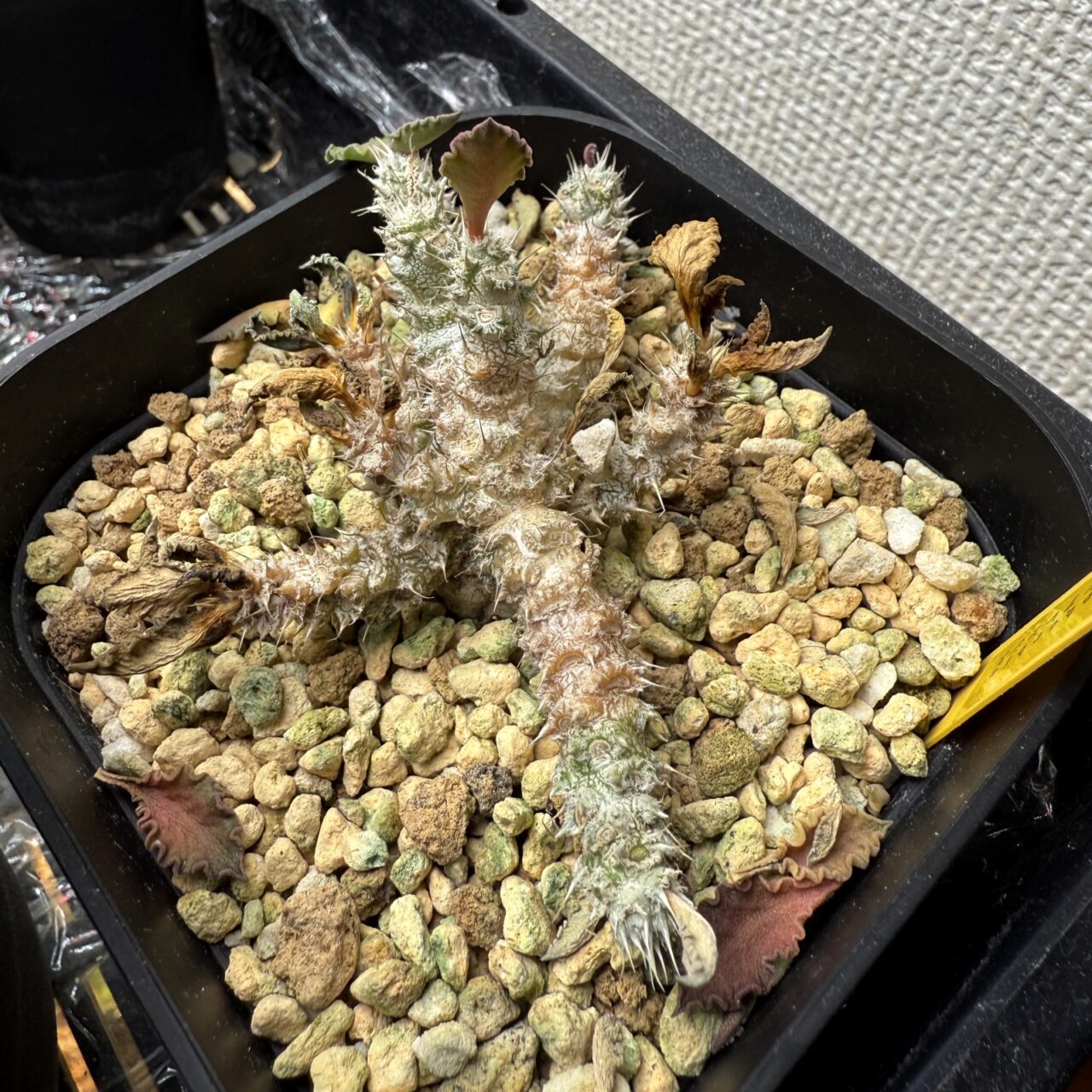 ユーフォルビア・トゥレアレンシスが腐った