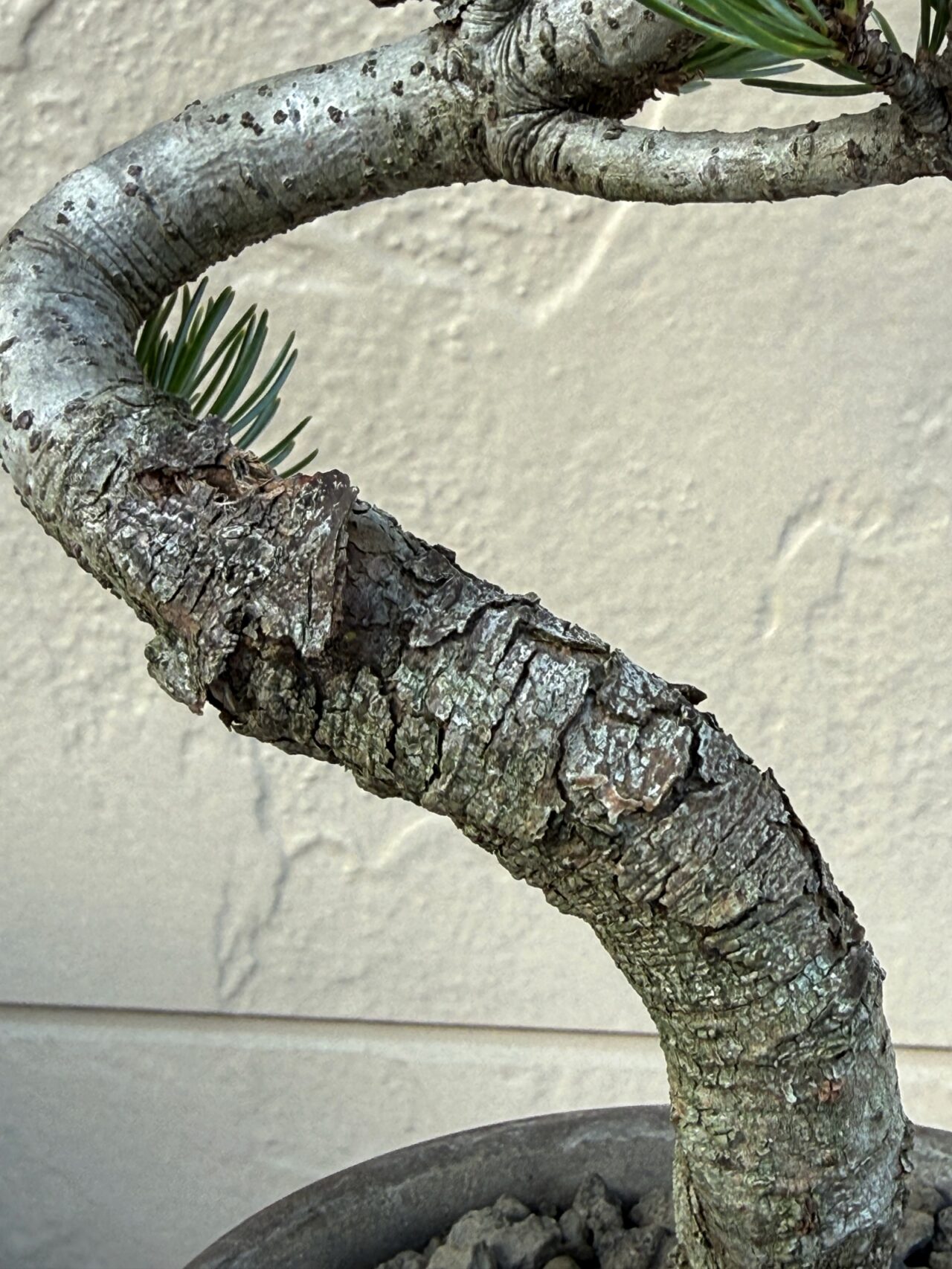 五葉松（ゴヨウマツ）