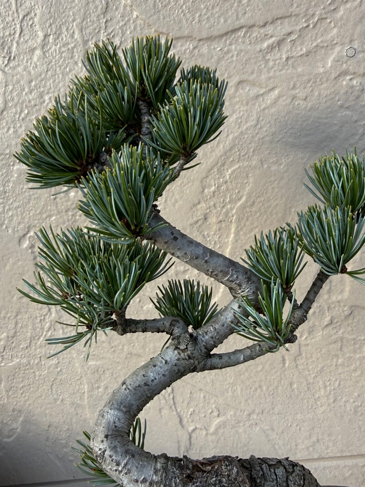 五葉松（ゴヨウマツ）