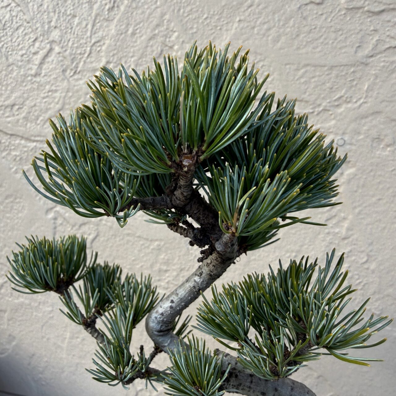 五葉松（ゴヨウマツ）