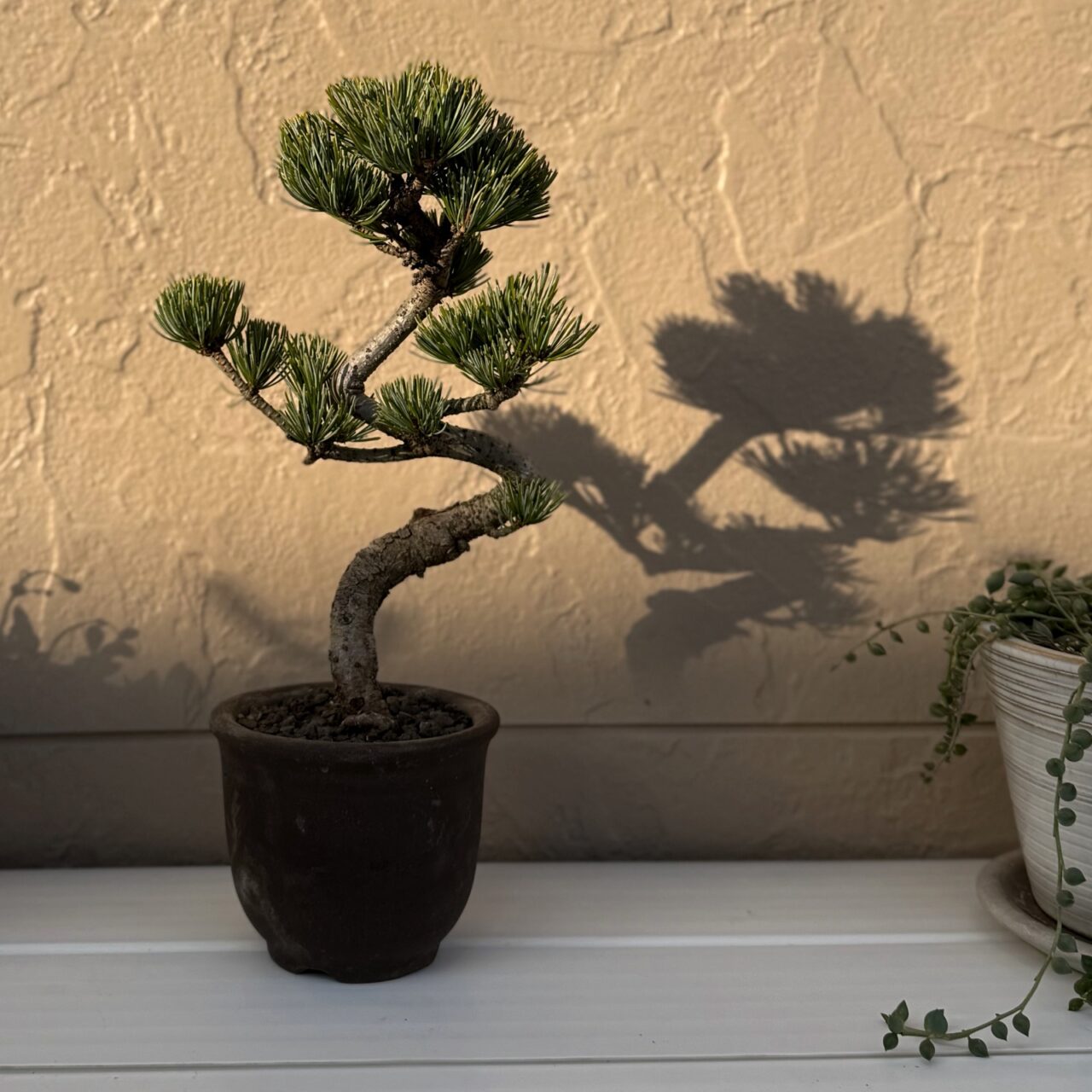 五葉松（ゴヨウマツ）