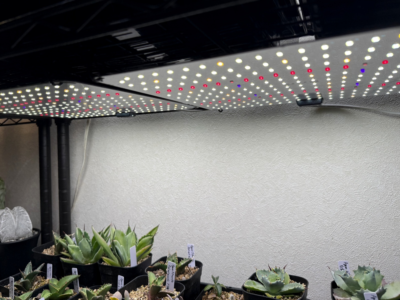 主にアガベな室内LED育成環境について | すごいグリーン
