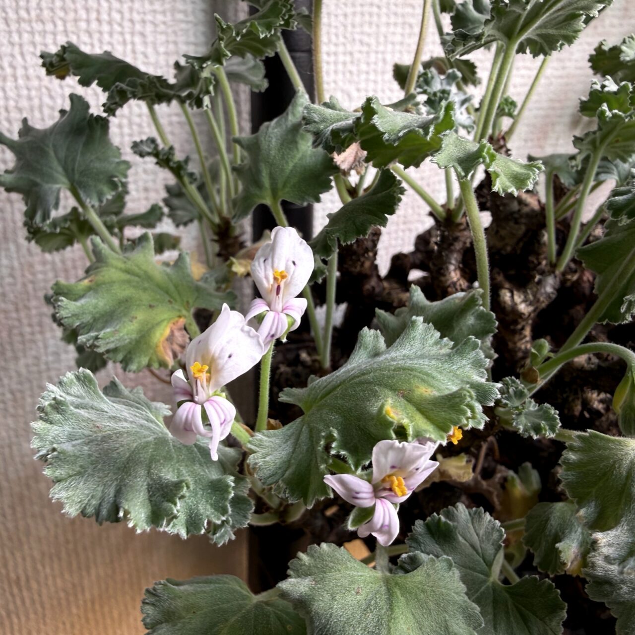 ペラルゴニウム・ミラビレ（Pelargonium mirabile）