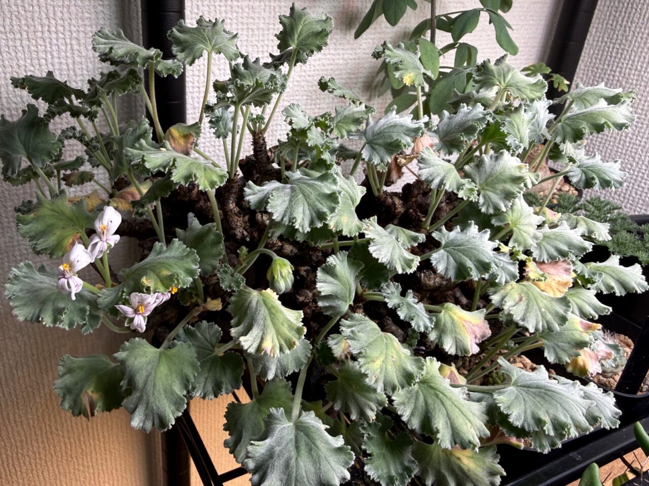 ペラルゴニウム・ミラビレ（Pelargonium mirabile）