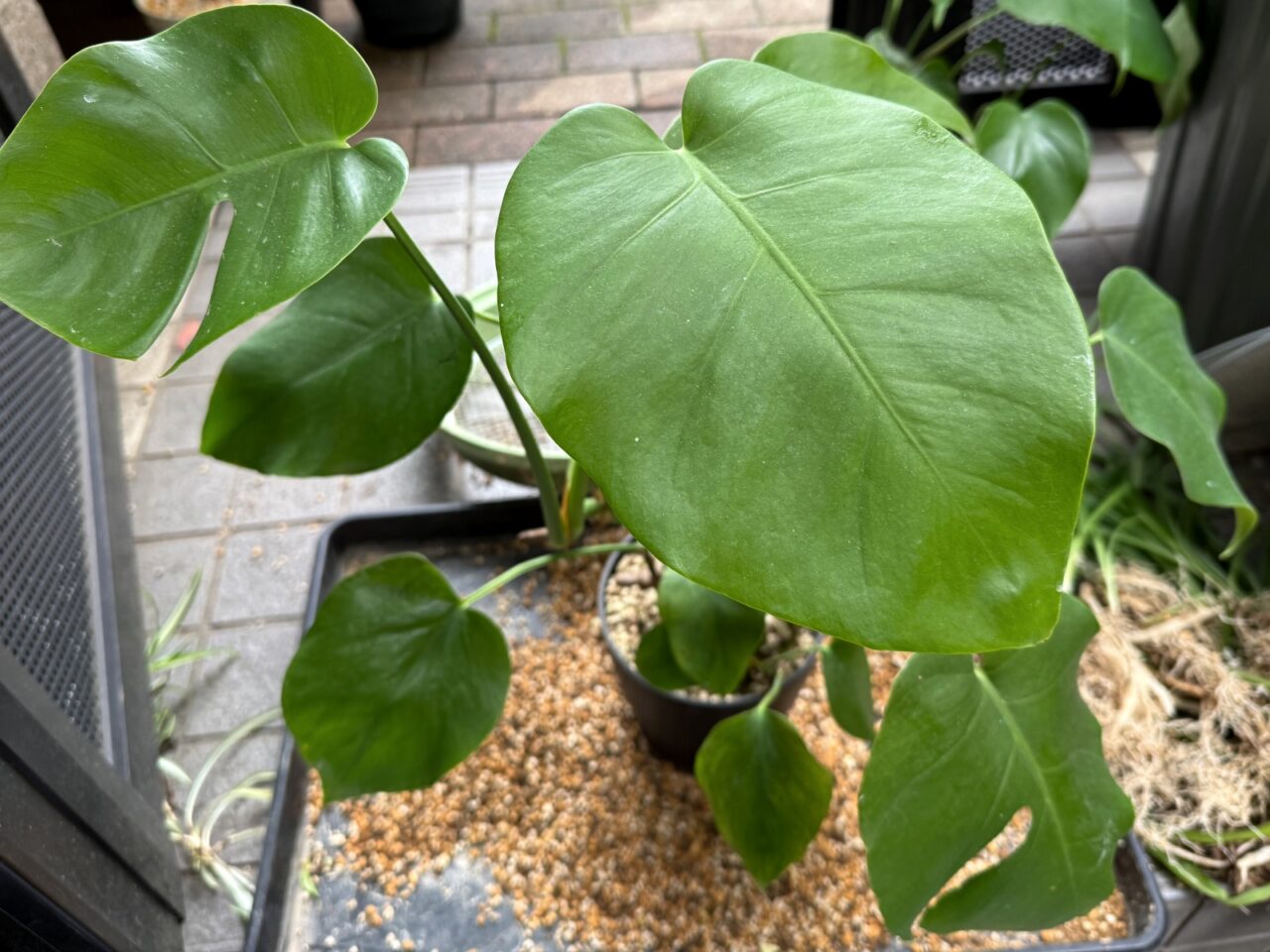 切り戻しモンステラの植え替え