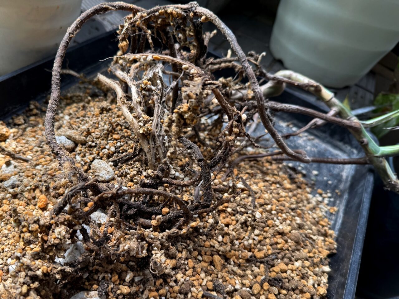 モンステラ ボルシギアナ ホワイトタイガーの植え替え